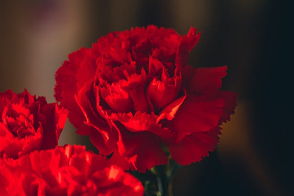 Close up of red carnation