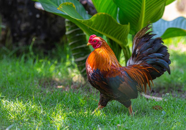 Colorful rooster strutting across the green grass