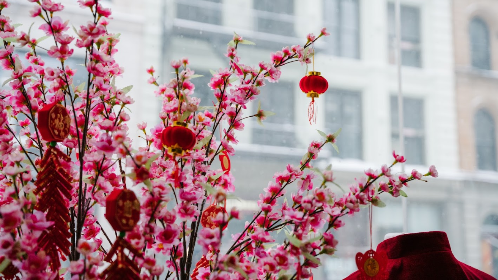 Close up of pink cherry blossoms in a store window