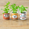Three small potted plants in colorful pots with cartoon face designs on a wooden surface.