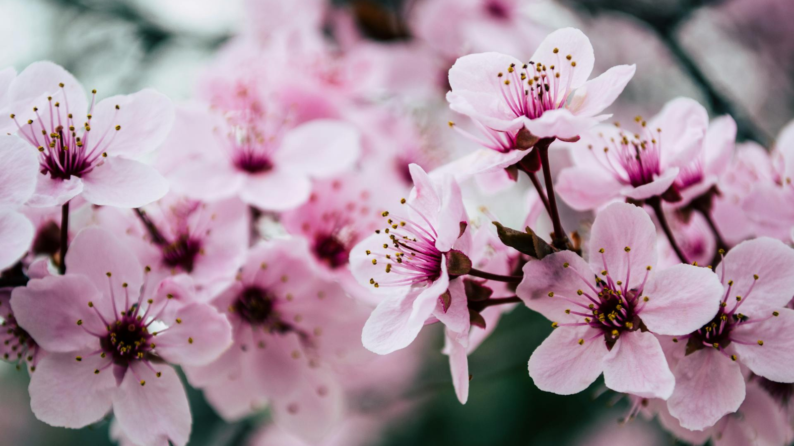 Close up of pink cherry blossoms