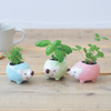 Hedgie Green - Growing Garden Collection