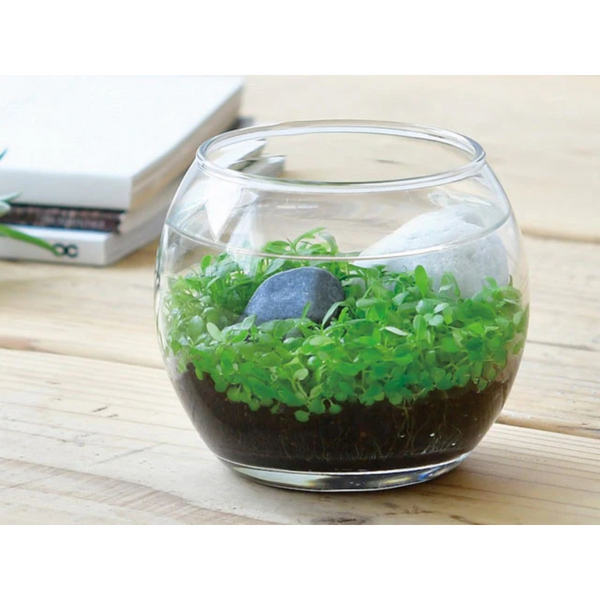 Water Garden - Glass bowl with open top for mini garden