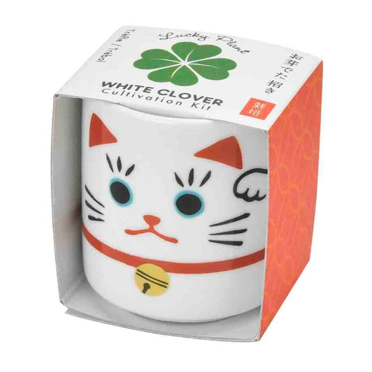 Beckoning Cat Lucky Plant