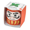 Daruma Doll Lucky Plant